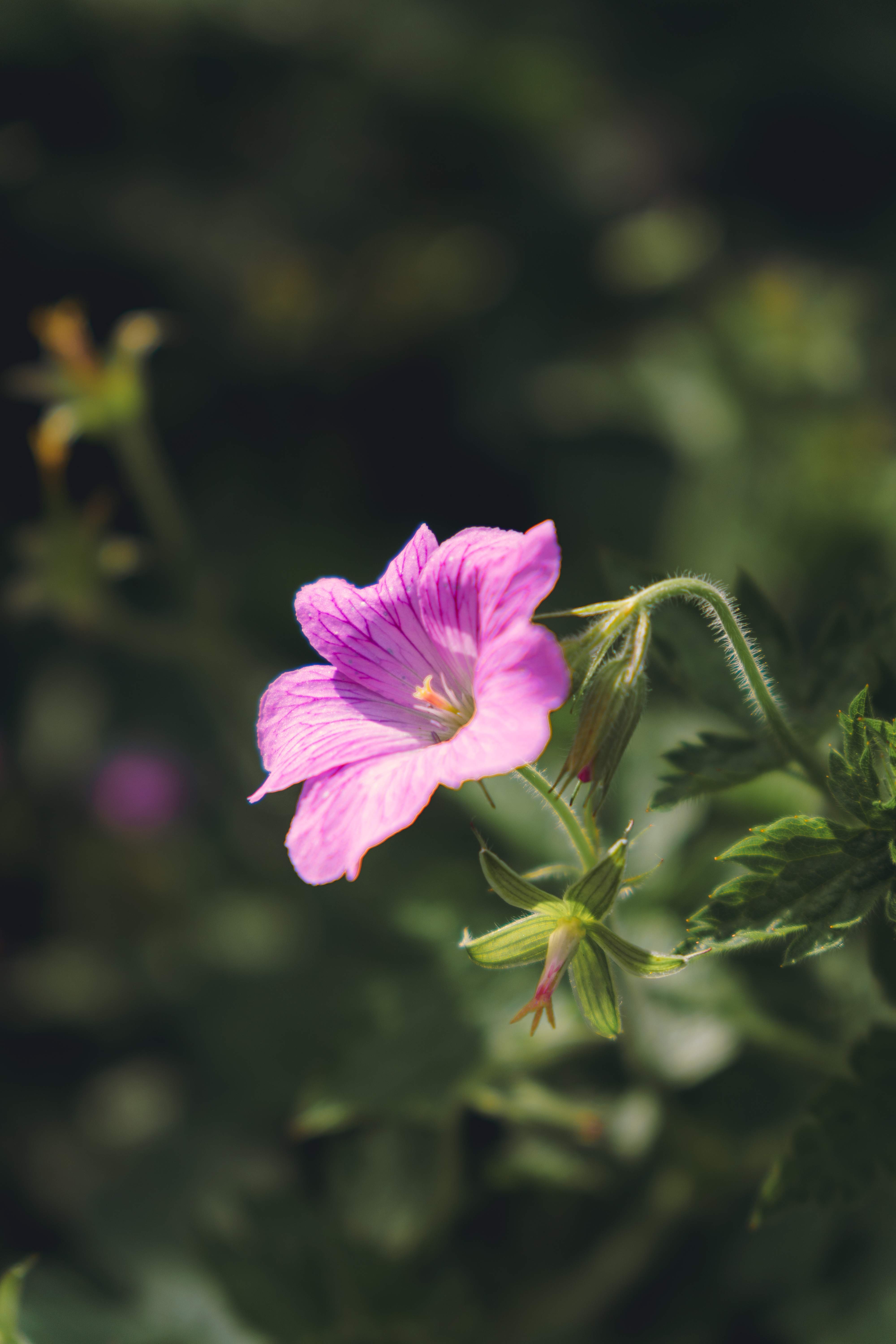 Single Geranium